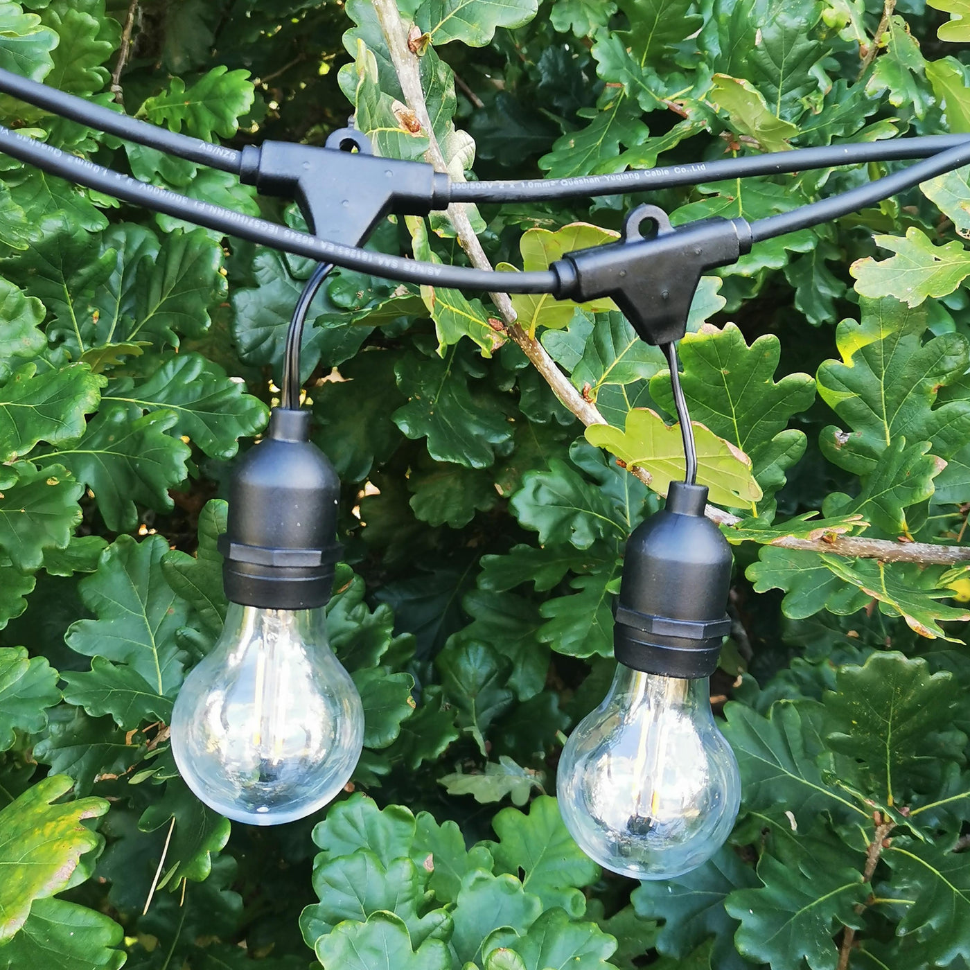 Dimmable Festoon Lights | 5.5m 10 Bulbs | A60 2w Clear | Drop Hang