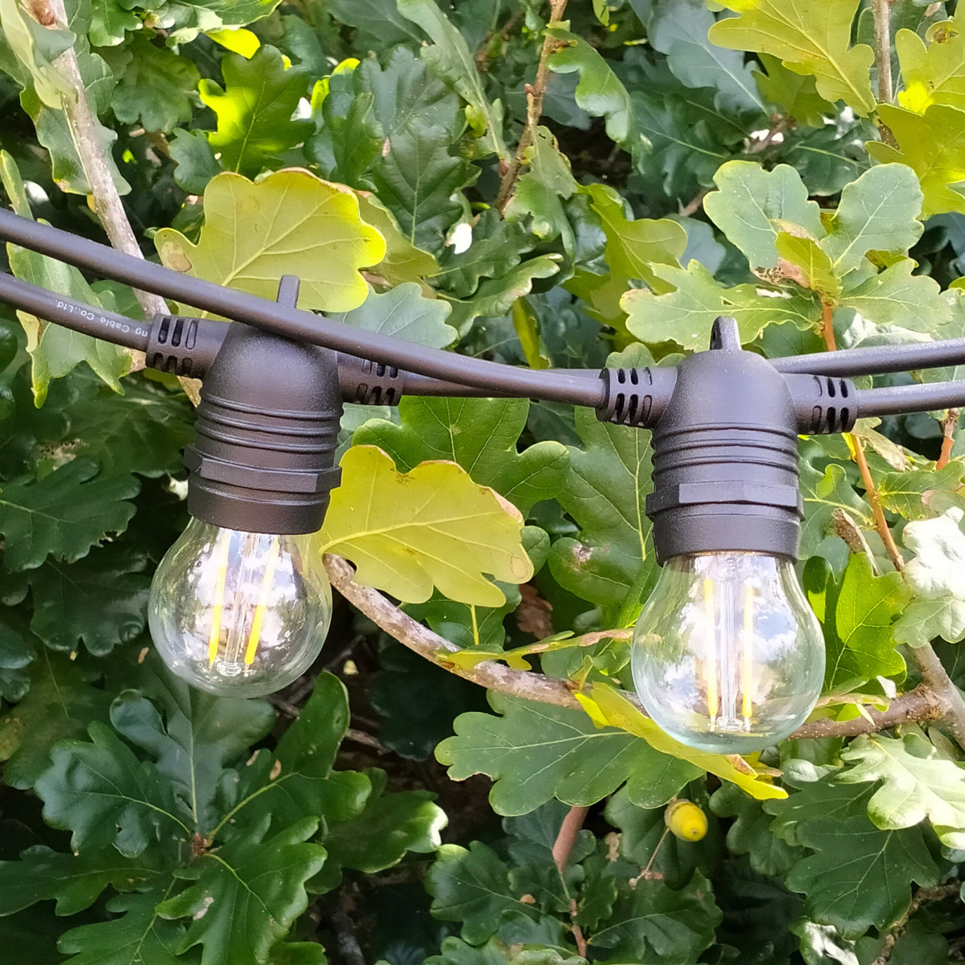 Dimmable Festoon Lights | 5.5m 10 Bulbs | A60 2w Clear | Flush Mount