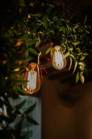 festoon lights nz
